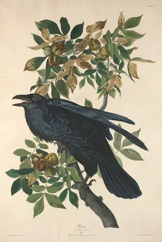 Raven, by Havell, Jr., Robert
