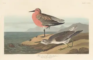 Red-breasted Sandpiper