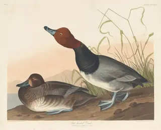 Red-Headed Duck