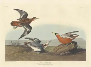 Red Phalarope, by Havell, Jr., Robert