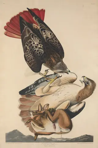 Red Tailed Hawk, by Havell, Jr., Robert