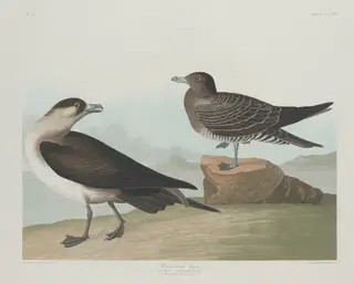 Richardson's Jager, by Havell, Jr., Robert