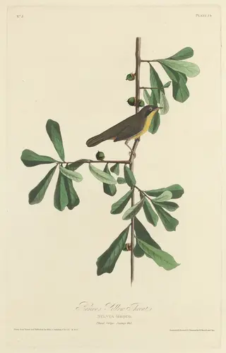Roscoe's Yellow Throat