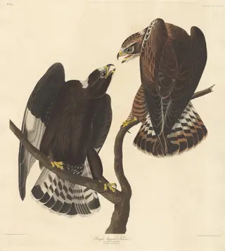 Rough-legged Falcon, by Havell, Jr., Robert
