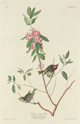 Ruby-crowned Wren, by Havell, Jr., Robert