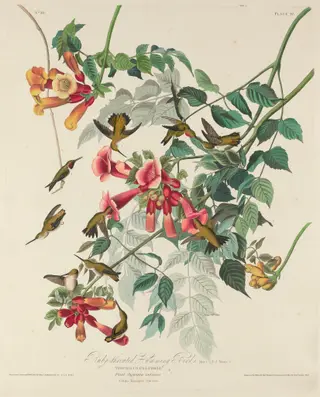 Ruby-throated Humming Bird