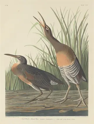 Salt Water Marsh Hen, by Havell, Jr., Robert
