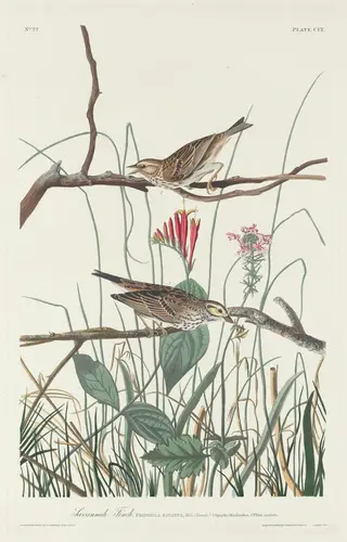 Savannah Finch, by Havell, Jr., Robert