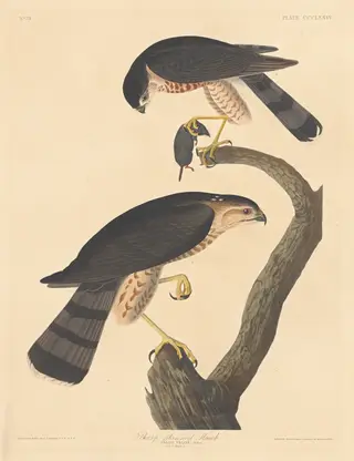 Sharp-shinned Hawk, by Havell, Jr., Robert