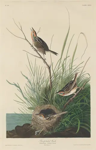 Sharp-Tailed Finch, by Havell, Jr., Robert