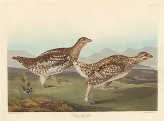 Sharp-tailed Grous, by Havell, Jr., Robert