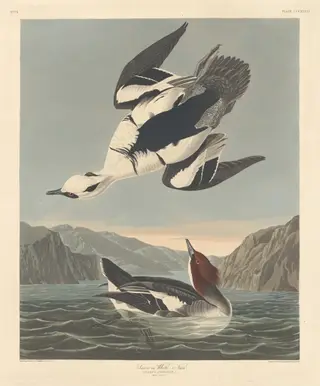 Smew or White Nun, by Havell, Jr., Robert