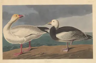 Snow Goose