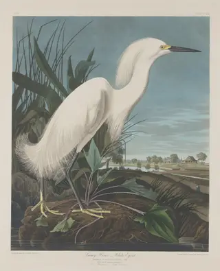 Snowy Heron, or White Egret, by Havell, Jr., Robert