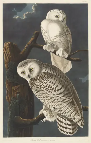 Snowy Owl, by Havell, Jr., Robert