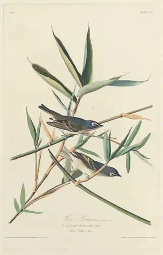 Solitary Flycatcher
