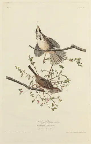 Song Sparrow
