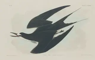Sooty Tern, by Havell, Jr., Robert