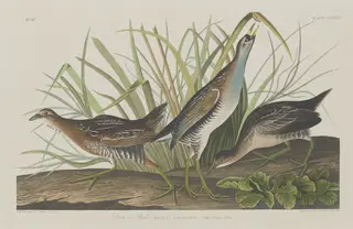 Sora or Rail, by Havell, Jr., Robert