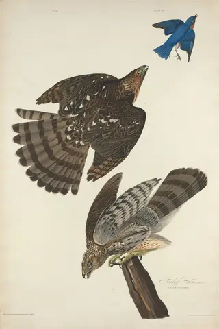 Stanley Hawk, by Havell, Jr., Robert