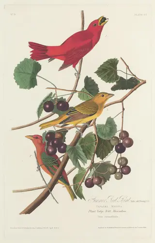 Summer Red Bird, by Havell, Jr., Robert