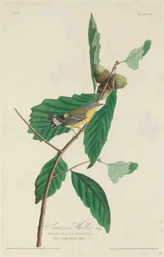 Swainson's Warbler, by Havell, Jr., Robert