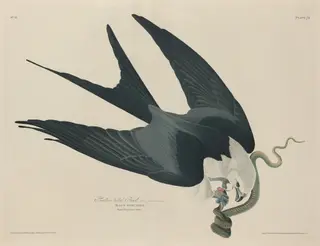 Swallow-tailed Hawk, by Havell, Jr., Robert
