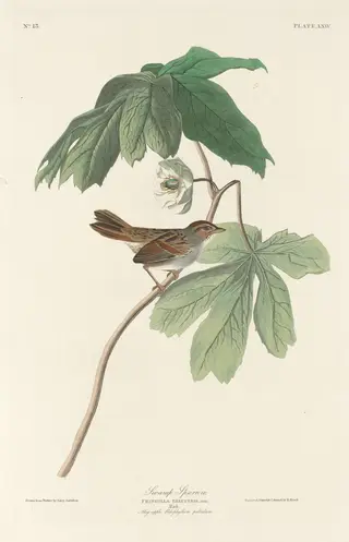 Swamp Sparrow, by Havell, Jr., Robert