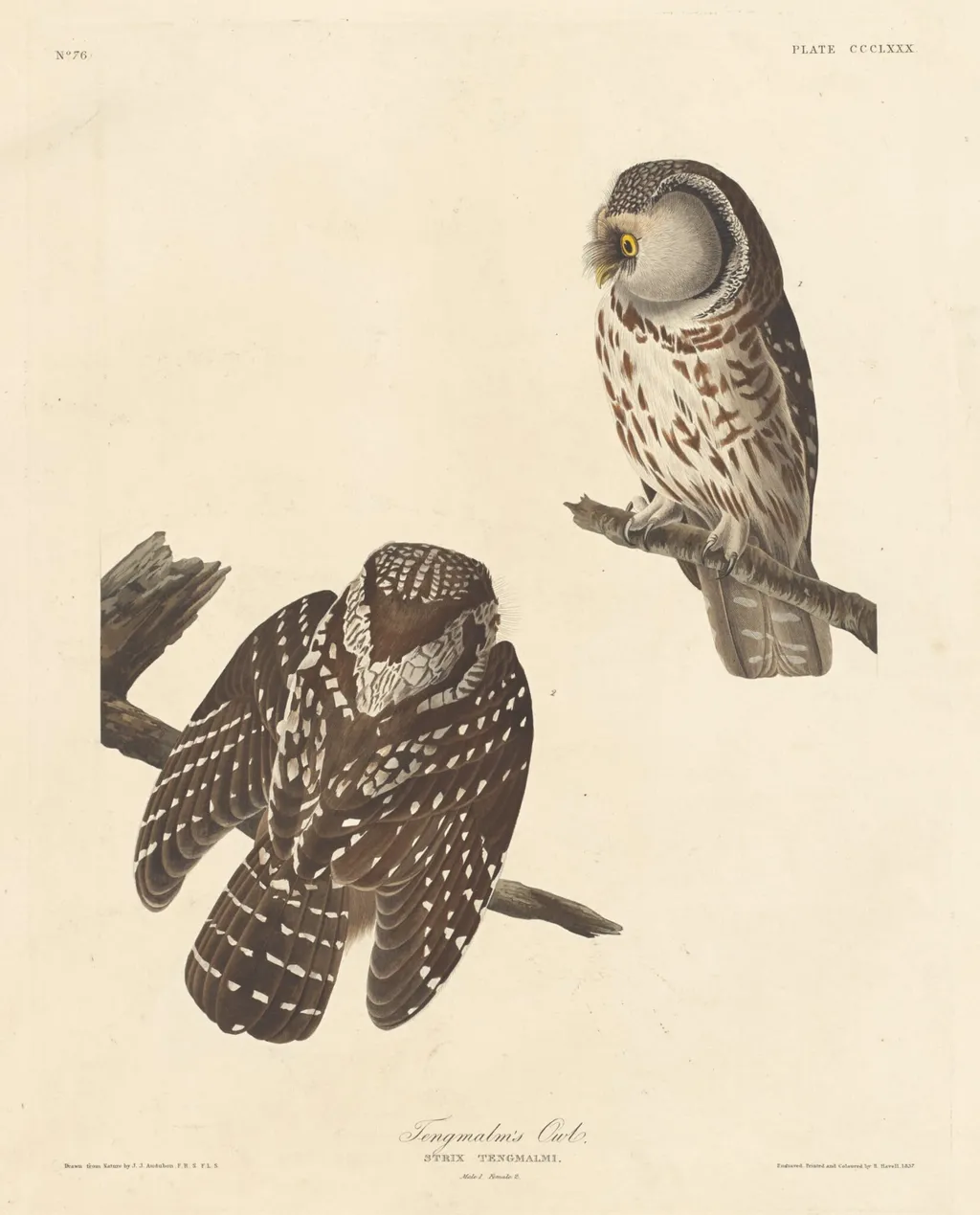 Tengmalm's Owl, by Havell, Jr., Robert, ink, 1837
