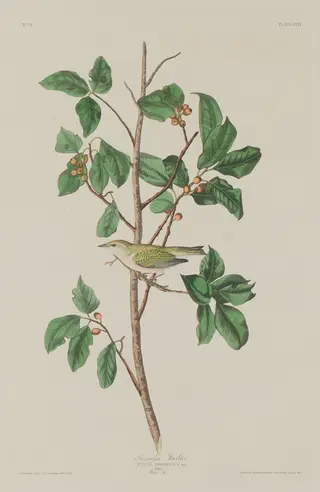 Tennessee Warbler, by Havell, Jr., Robert