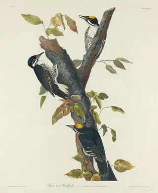 Three-Toed Woodpecker, by Havell, Jr., Robert