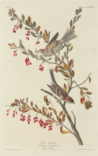 Tree Sparrow, by Havell, Jr., Robert