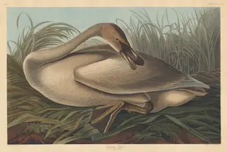 Trumpeter Swan, by Havell, Jr., Robert