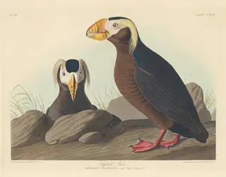Tufted Auk, by Havell, Jr., Robert