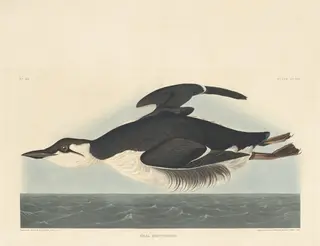 Uria Brunnichii, by Havell, Jr., Robert