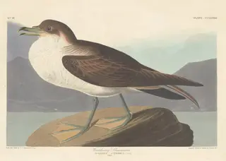 Wandering Shearwater, by Havell, Jr., Robert