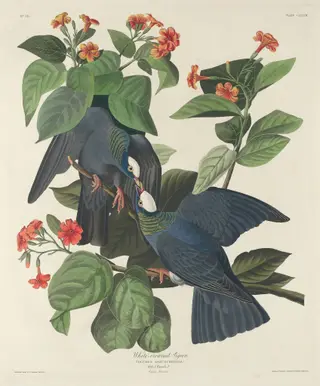 White-crowned Pigeon