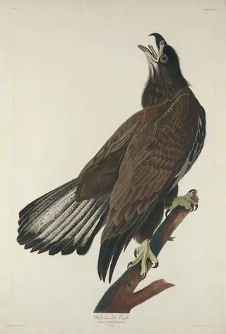White-Headed Eagle, by Havell, Jr., Robert
