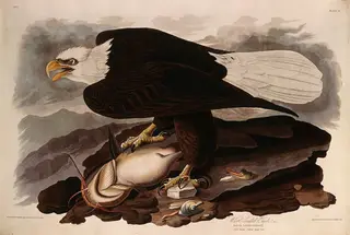 White-headed Eagle