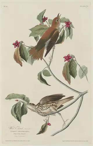 Wood Thrush