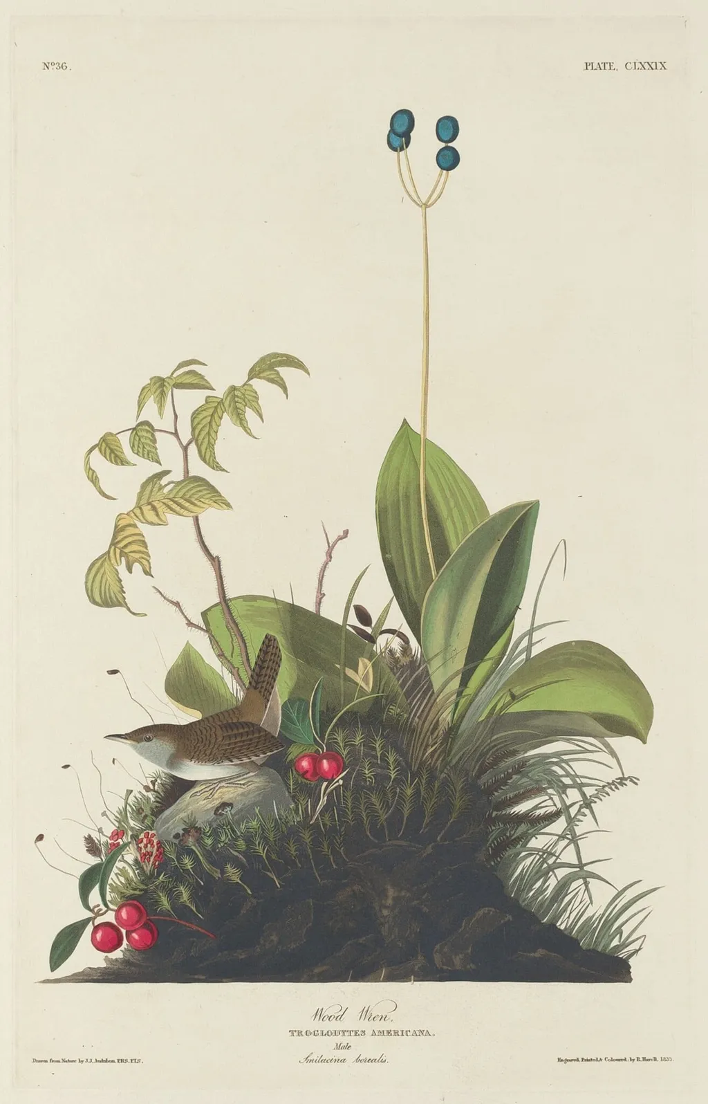 Wood Wren, by Havell, Jr., Robert, ink, 1833