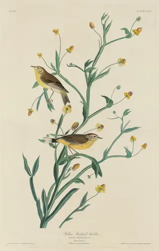 Yellow Red-Poll Warbler, by Havell, Jr., Robert