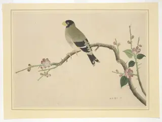 Hawfinch