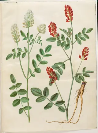 Hedysarum coronarium (rød hanekløver), 1654