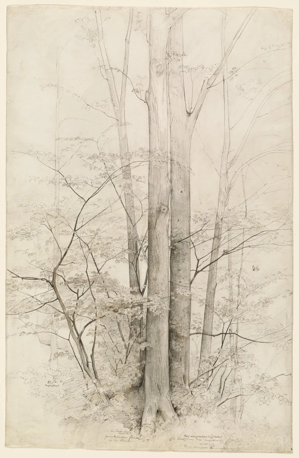 A Stand of Trees, by Heinrich Dreber, ink, 1840