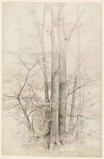A Stand of Trees