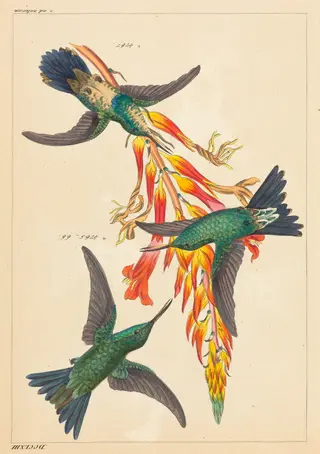 Three Hummingbirds with Plant