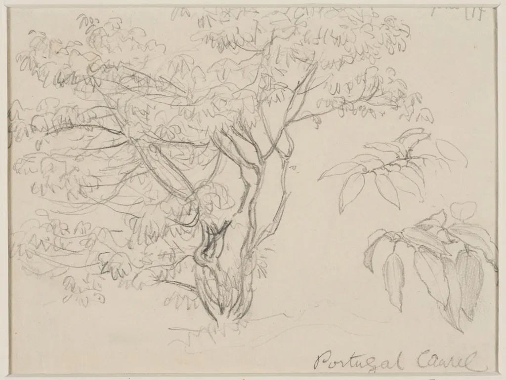 Portugal laurel, by Helen Allingham, 1874