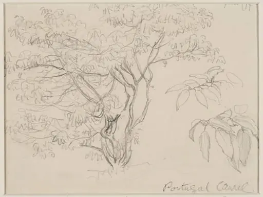Portugal laurel, by Helen Allingham