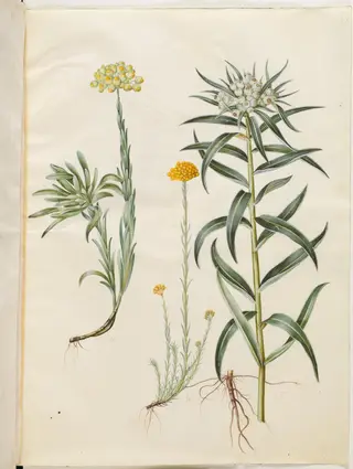 Helichrysum orientale (busk-evighedsblomst); Helichrysum Stoechas (stinkende evighedsblomst); Anaphalis margaritacea (almindelig perlekurv)